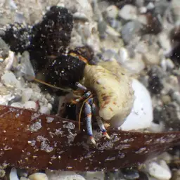 Blue Leg Hermit Crab, photo 3
