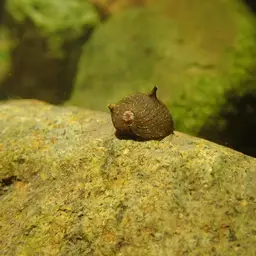 Horned Nerite Snail, photo 1