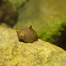 Horned Nerite Snail, photo 2