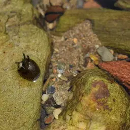 Horned Nerite Snail, photo 3
