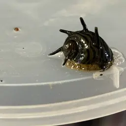 Horned Nerite Snail, photo 4