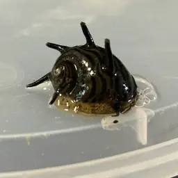 Horned Nerite Snail, photo 5