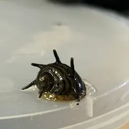 Horned Nerite Snail, photo 6