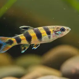 Clown Killifish (Tank Bred)