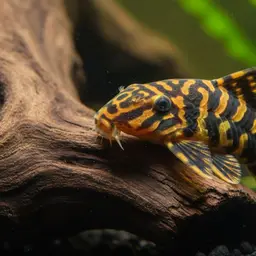 Clown Plecostomus, photo 7