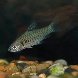 Congo Barb, photo 1