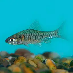 Congo Barb, photo 2