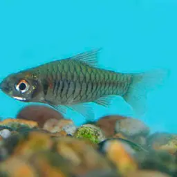 Congo Barb, photo 3