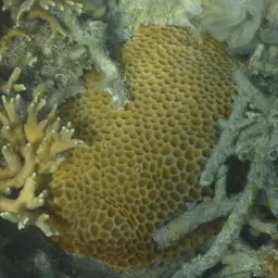 Lesser Star Coral, photo 1