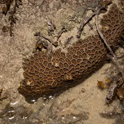Lesser Star Coral, photo 2