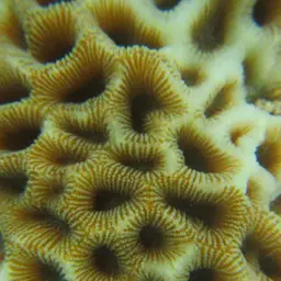 Lesser Star Coral, photo 3
