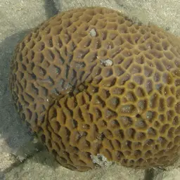 Lesser Star Coral, photo 4