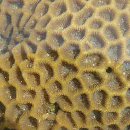 Lesser Star Coral, photo 5