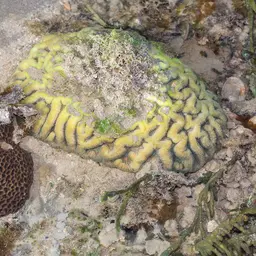 Lesser Star Coral, photo 6