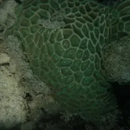 Lesser Star Coral, photo 7