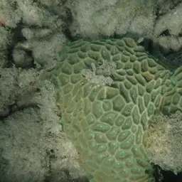 Lesser Star Coral, photo 8