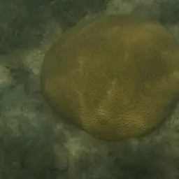 Lesser Star Coral, photo 9
