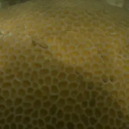Lesser Star Coral, photo 10
