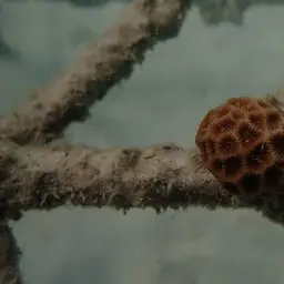 Lesser Star Coral, photo 11