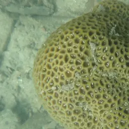 Lesser Star Coral, photo 12