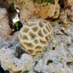 Lesser Star Coral, photo 1