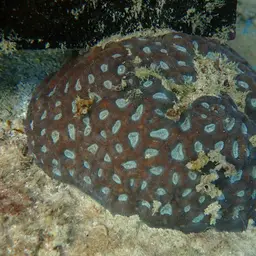 Lesser Star Coral, photo 2