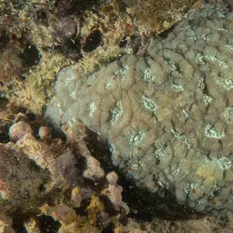 Lesser Star Coral, photo 3
