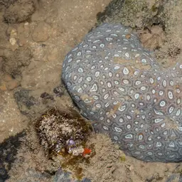 Lesser Star Coral, photo 4