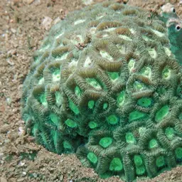 Lesser Star Coral, photo 5