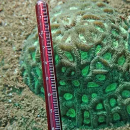 Lesser Star Coral, photo 6