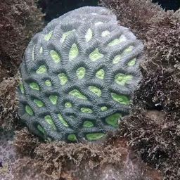Lesser Star Coral, photo 7