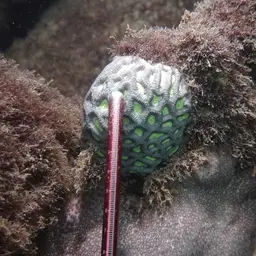 Lesser Star Coral, photo 8