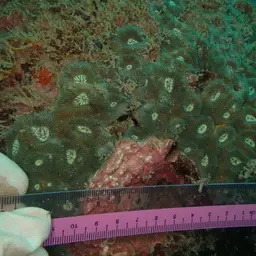 Lesser Star Coral, photo 9