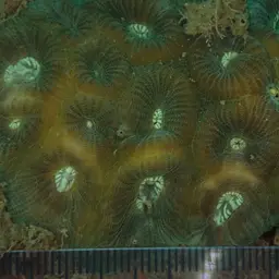 Lesser Star Coral, photo 10