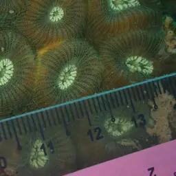Lesser Star Coral, photo 11