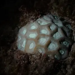 Lesser Star Coral, photo 12