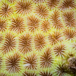 Tombstone Coral, photo 2