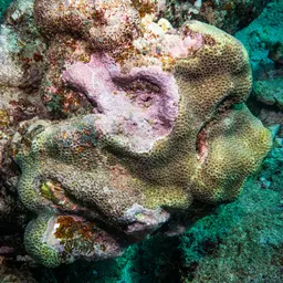Tombstone Coral, photo 3
