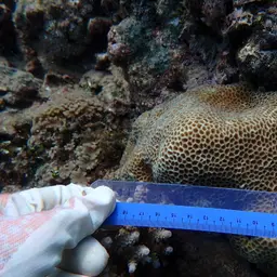 Tombstone Coral, photo 4
