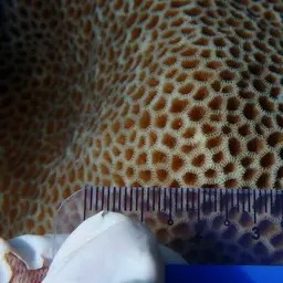 Tombstone Coral, photo 5
