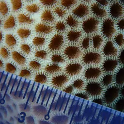 Tombstone Coral, photo 6
