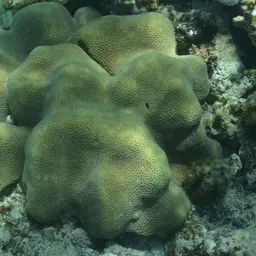 Tombstone Coral, photo 7