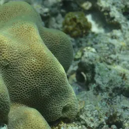 Tombstone Coral, photo 8