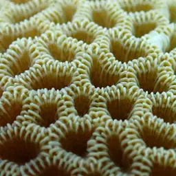 Tombstone Coral, photo 1