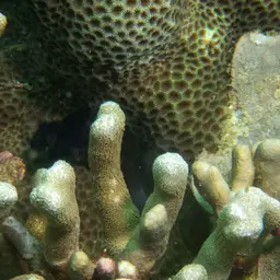 Tombstone Coral, photo 9