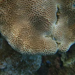 Tombstone Coral, photo 10