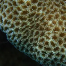 Tombstone Coral, photo 11