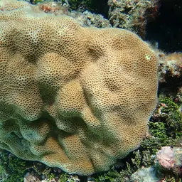 Tombstone Coral, photo 12