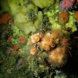 Encrusting Star Coral