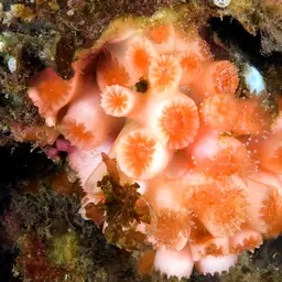 Encrusting Star Coral, photo 2
